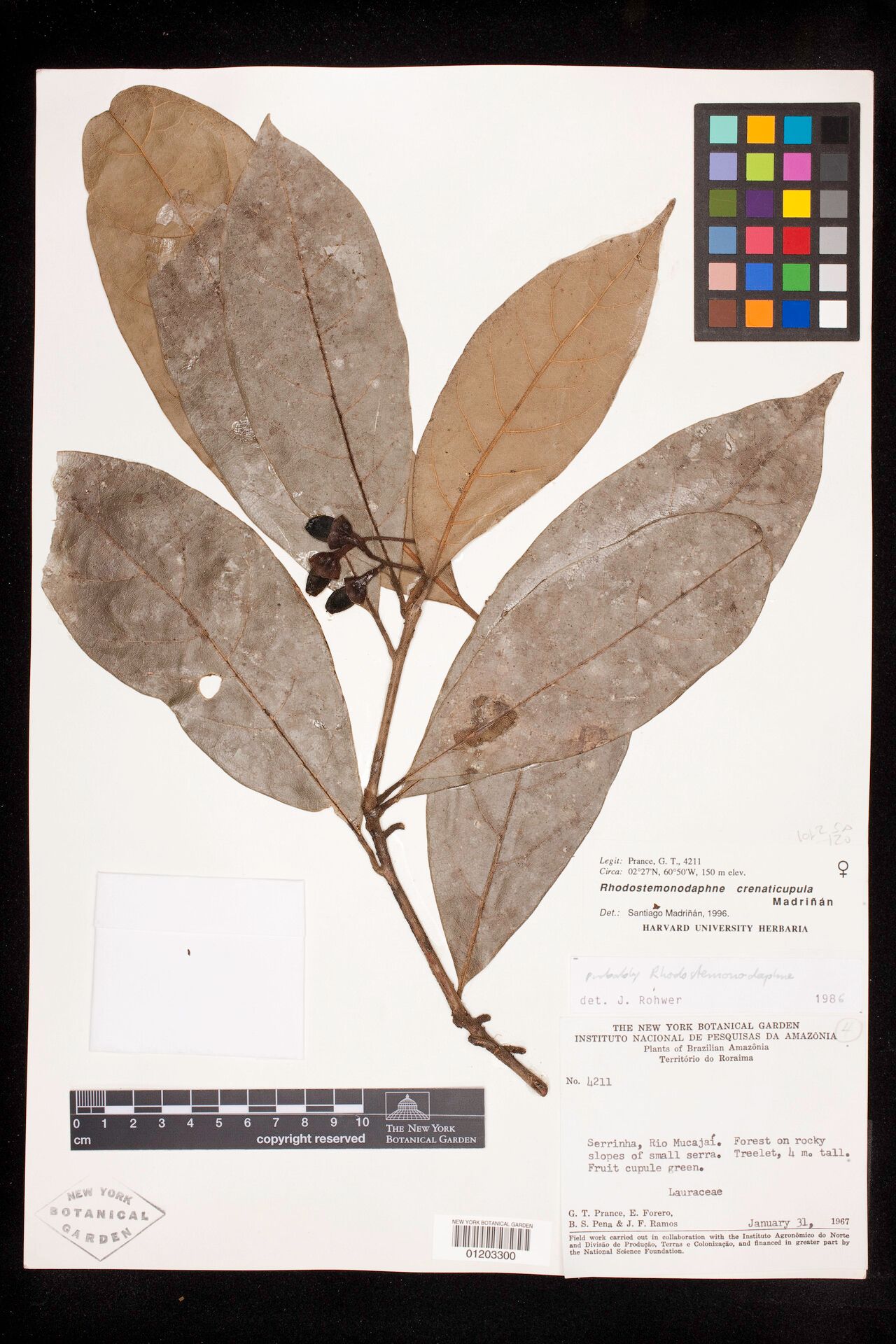 Rhodostemonodaphne crenaticupula — related species from the same genus