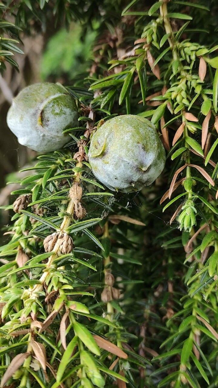 Juniperus drupacea fruit