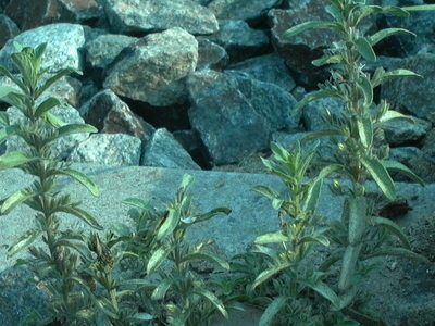 Andrographis echioides habit