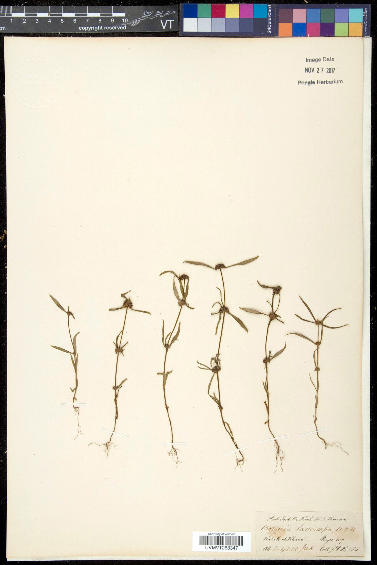 Spermacoce lasiocarpa — search result for 'Spermacoce'