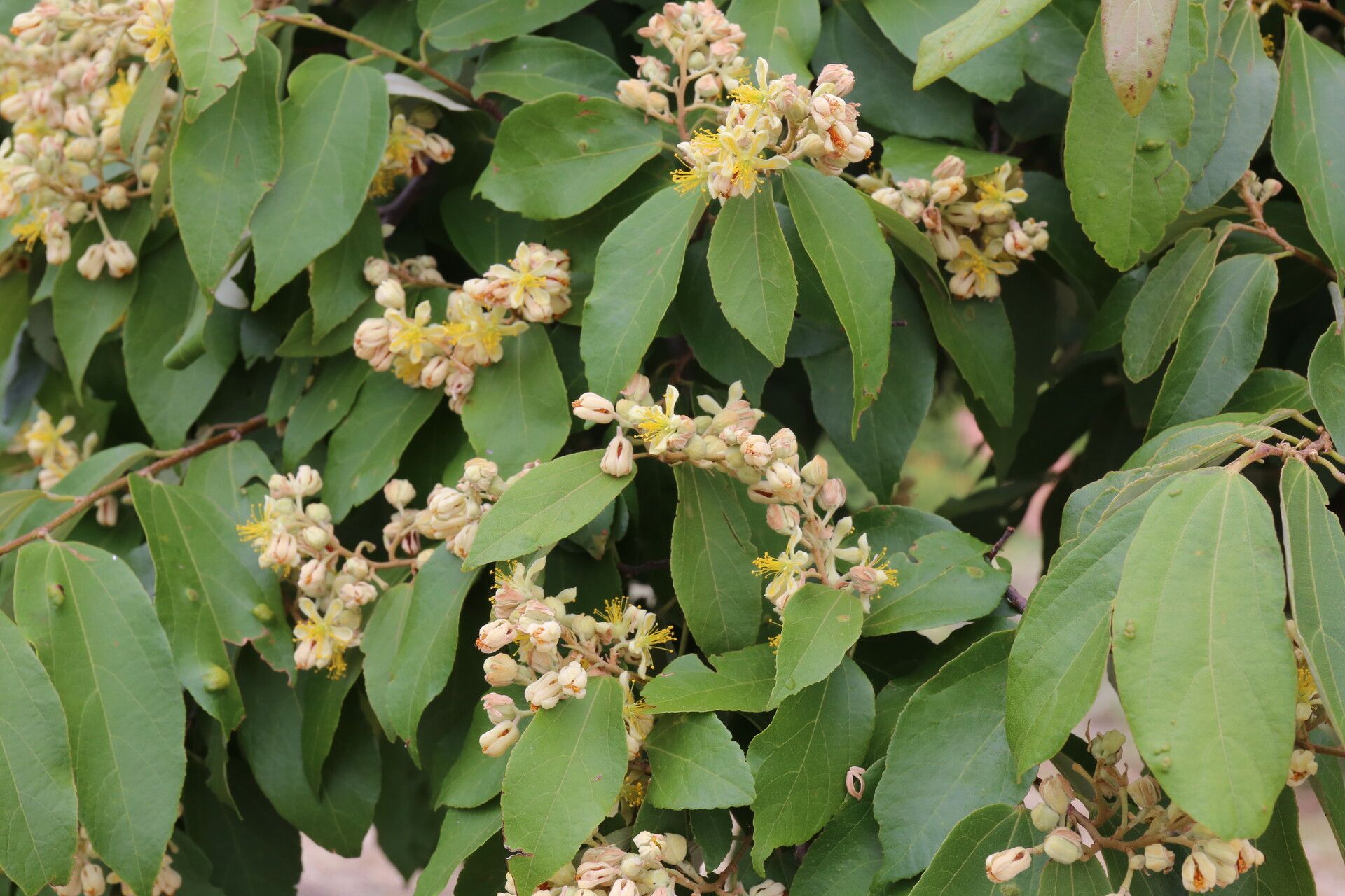 Microcos conocarpoides — related species from the same genus