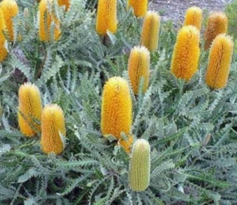 Banksia ashbyi flower