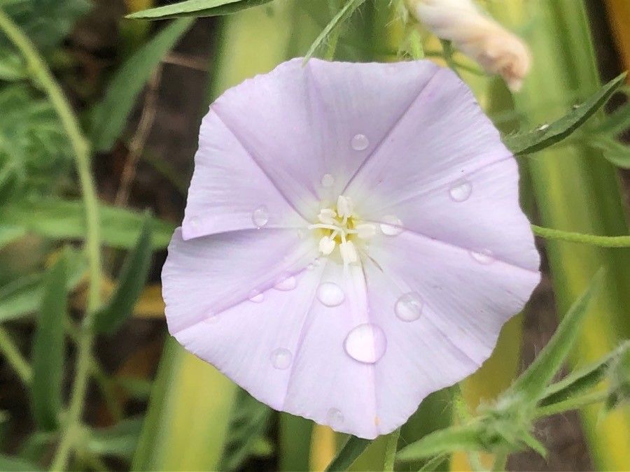 Calystegia macrostegia flower
