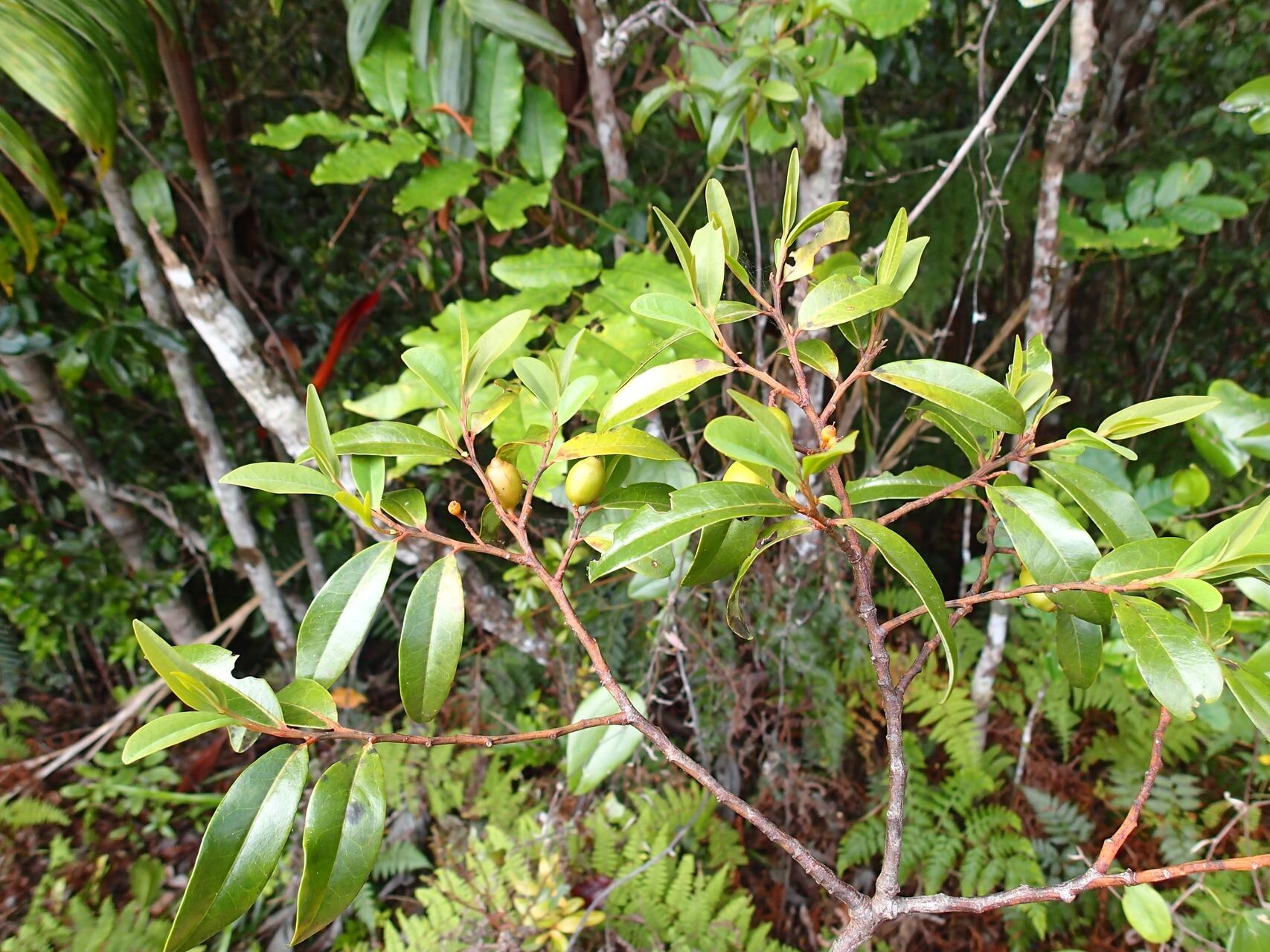 Olax hypoleuca habit