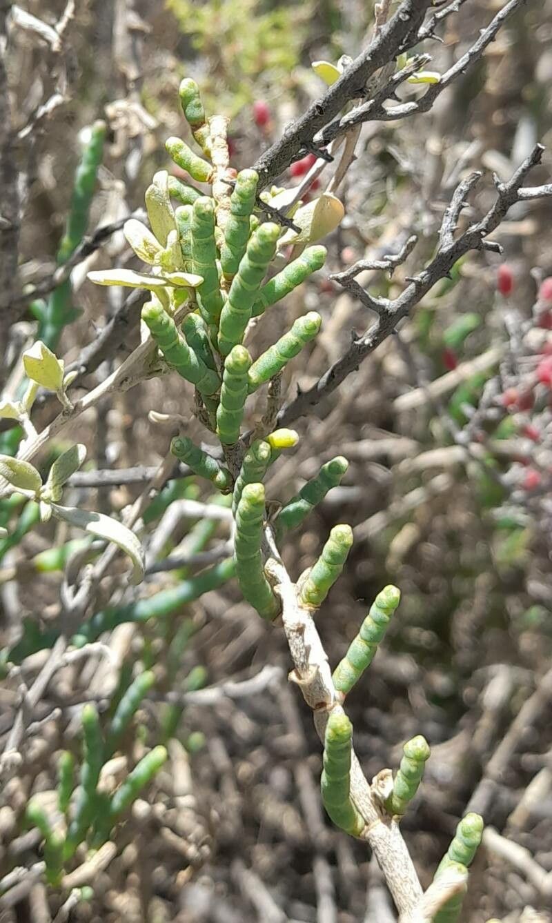 Salicornia neei — houseplant care guide