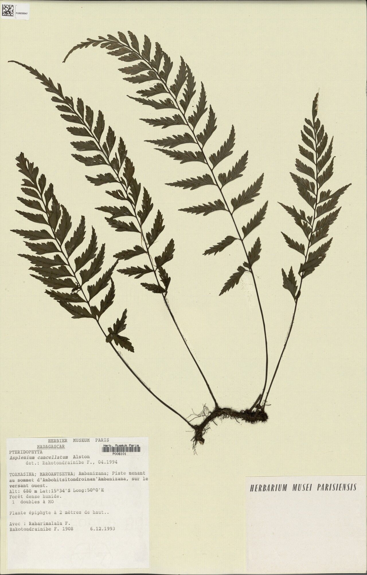 Asplenium ambanizanaense — houseplant care guide