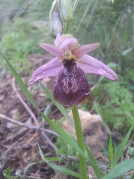 Ophrys lycia flower