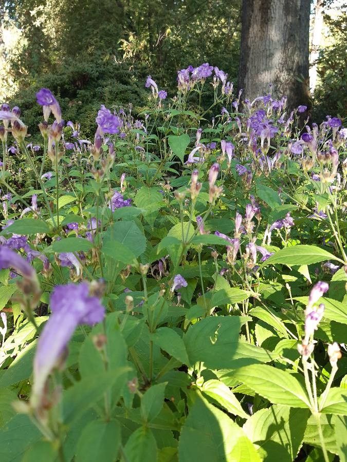 Strobilanthes penstemonoides flower