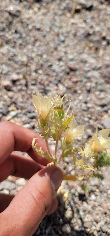 Mentzelia involucrata flower