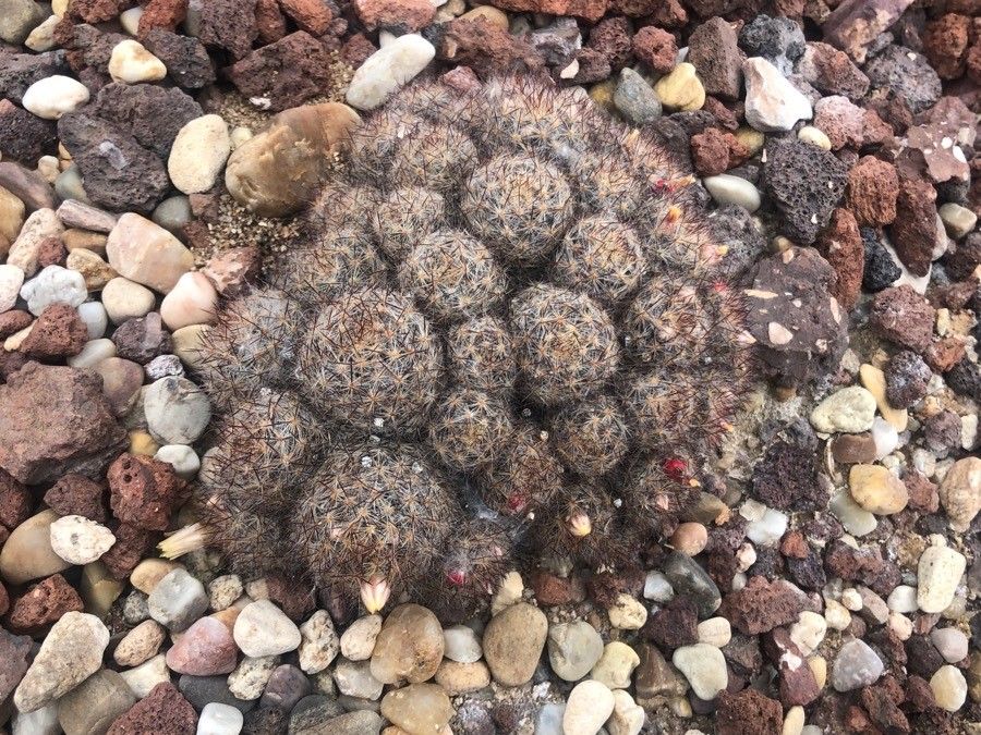 Mammillaria prolifera leaf