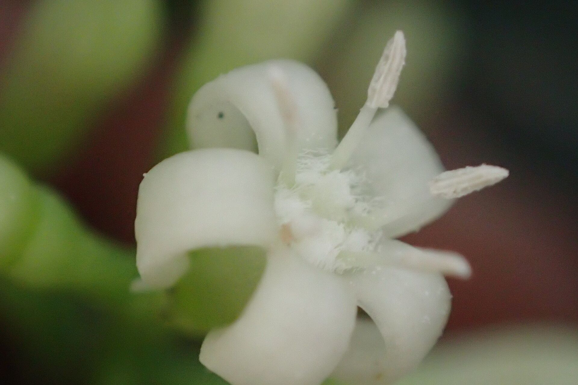 Gaertnera trachystyla — houseplant care guide