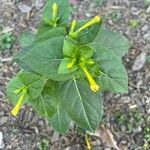Mirabilis longiflora