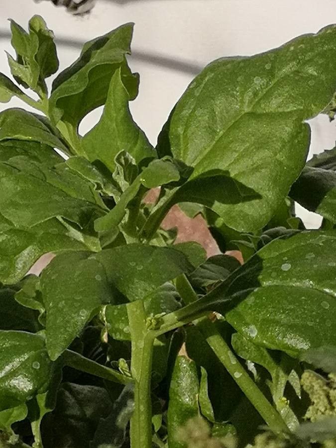 Chenopodium bonus-henricus leaf