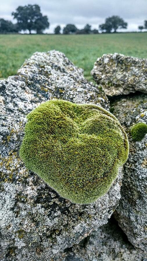 Campylopus introflexus leaf