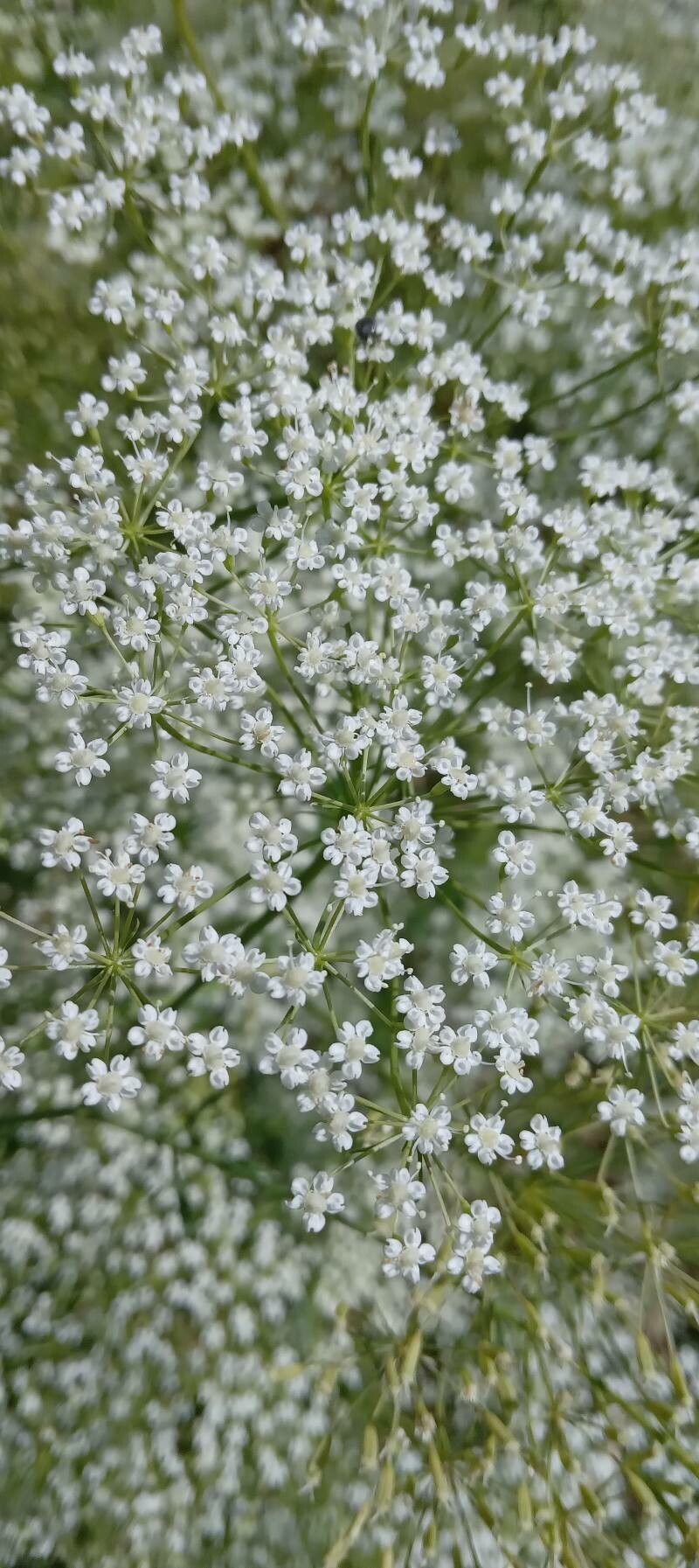 Falcaria vulgaris flower