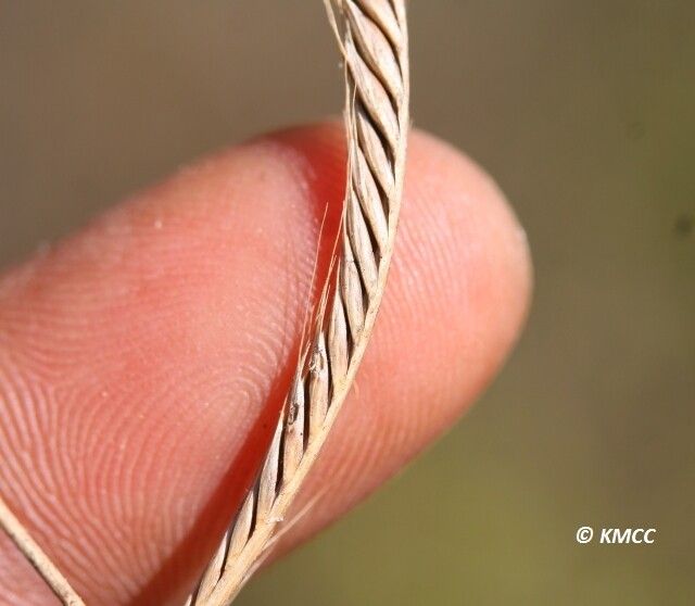 Enteropogon sechellensis — related species from the same genus