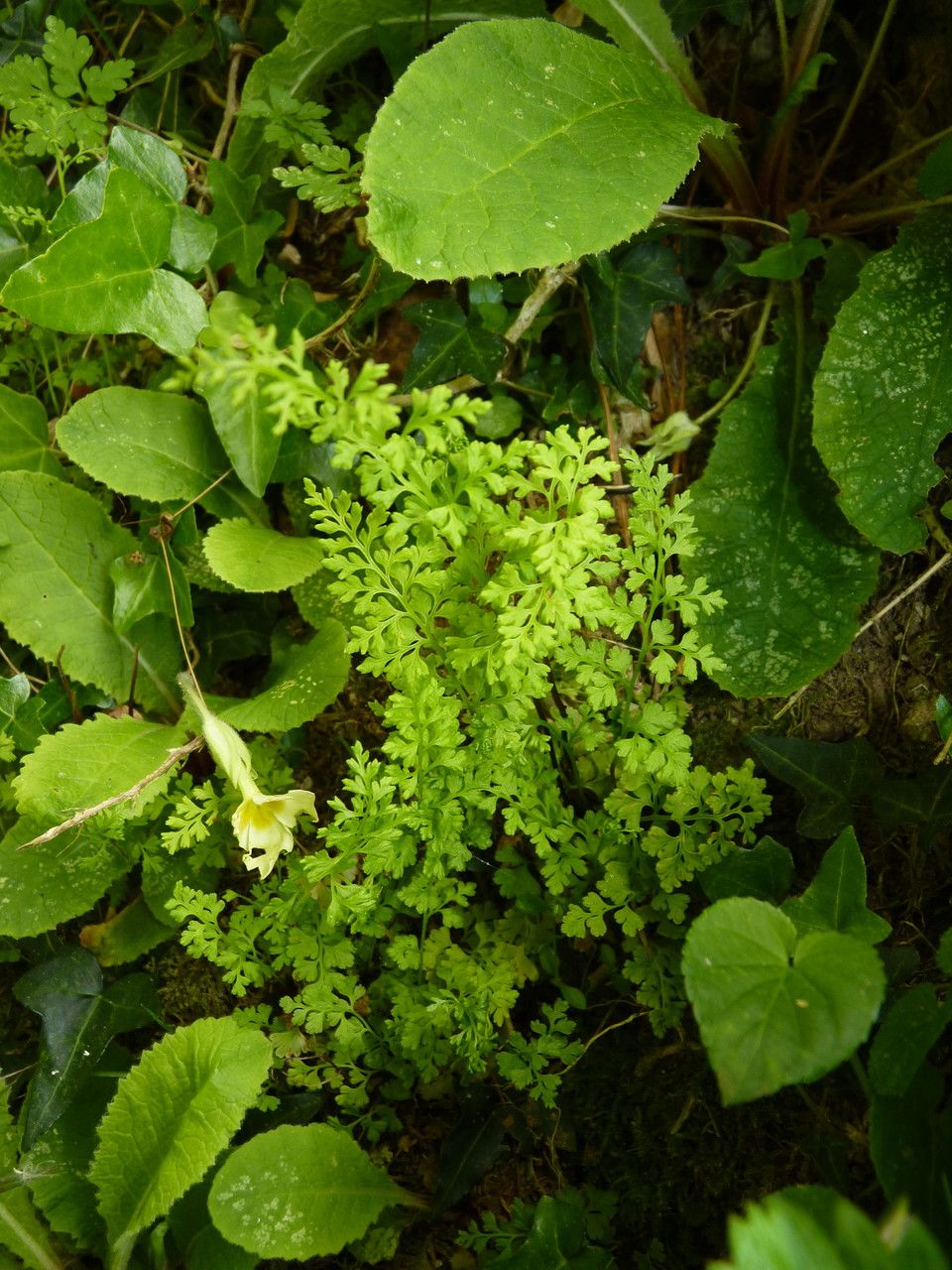 Anogramma leptophylla flower