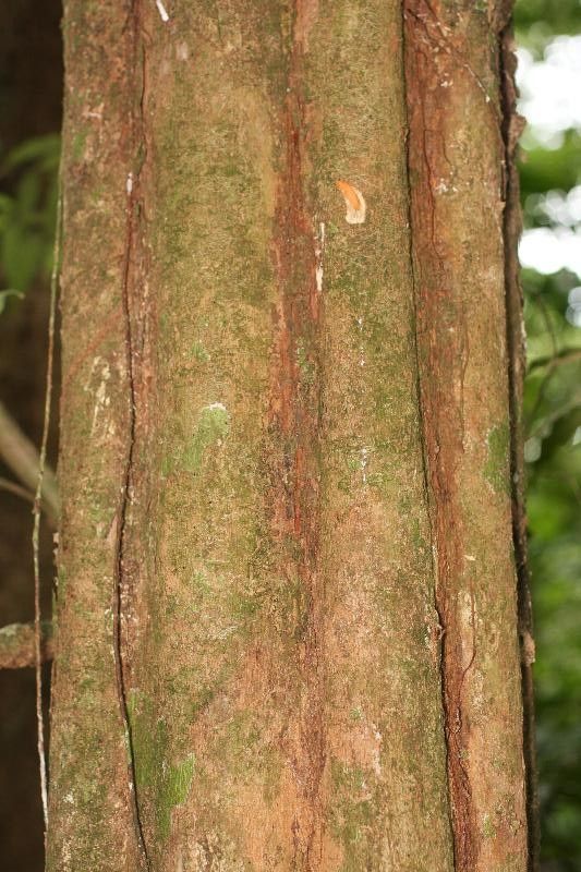 Pouteria gongrijpii bark