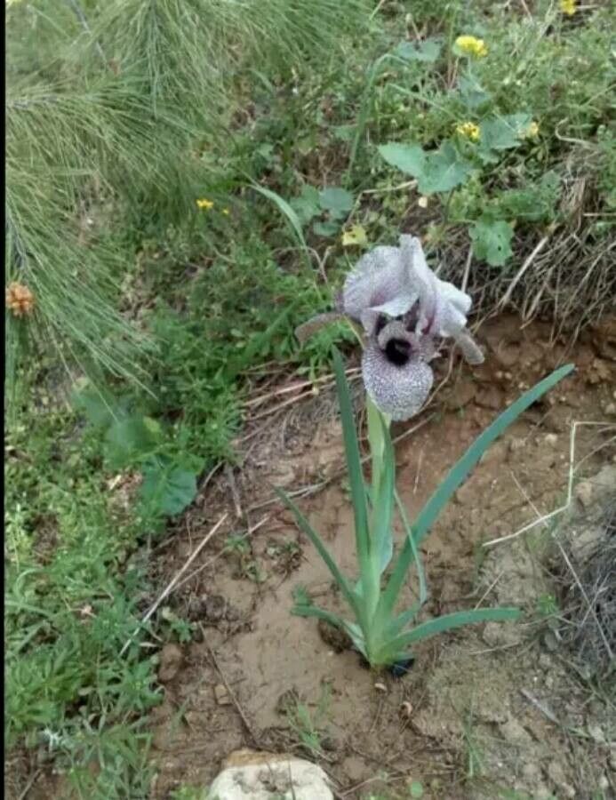 Iris yebrudii — search result for 'Syria'