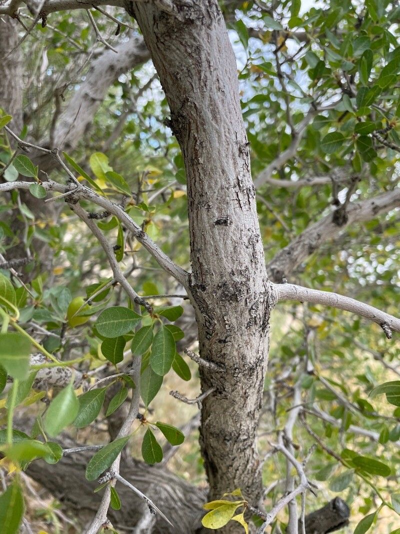 Sideroxylon reclinatum bark