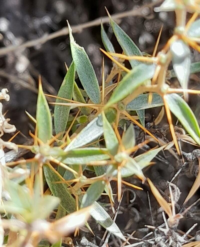 Chuquiraga oppositifolia — houseplant care guide