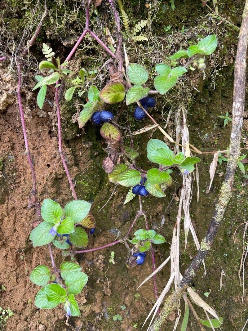 Coccocypselum hirsutum fruit
