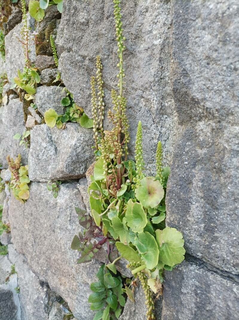 Umbilicus erectus — related species from the same genus