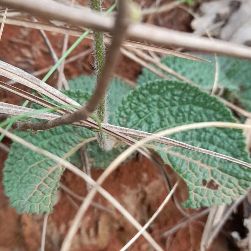 Hyptis comaroides leaf