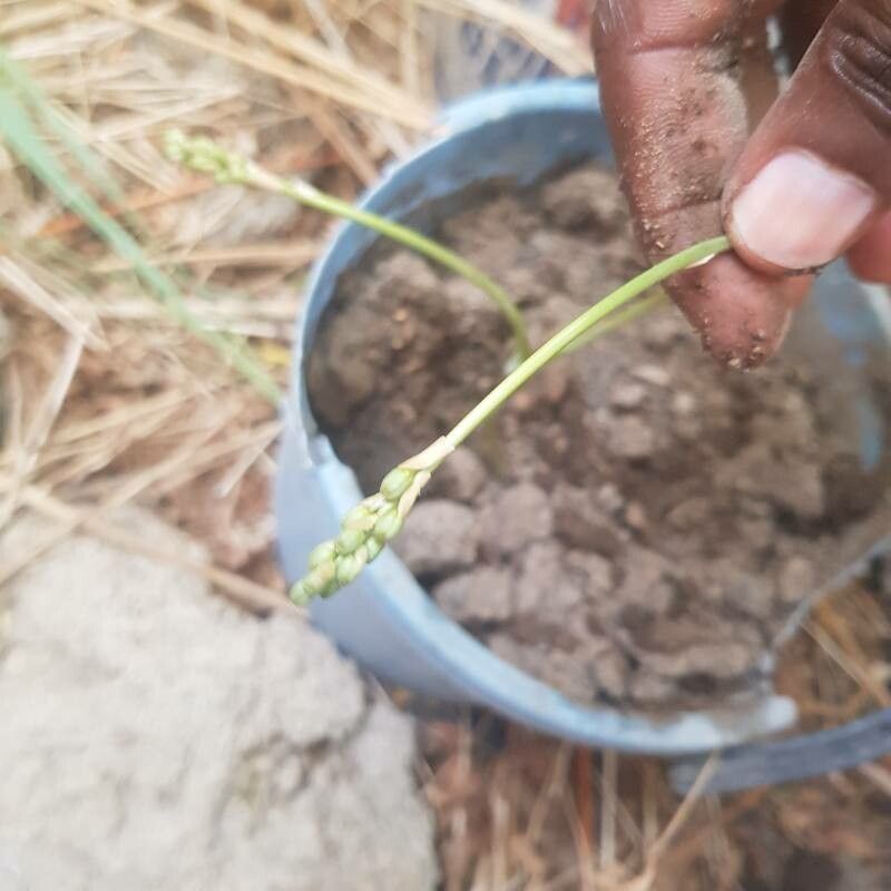 Dipcadi longifolium flower