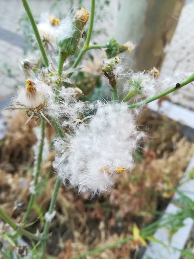 Crepis foetida fruit