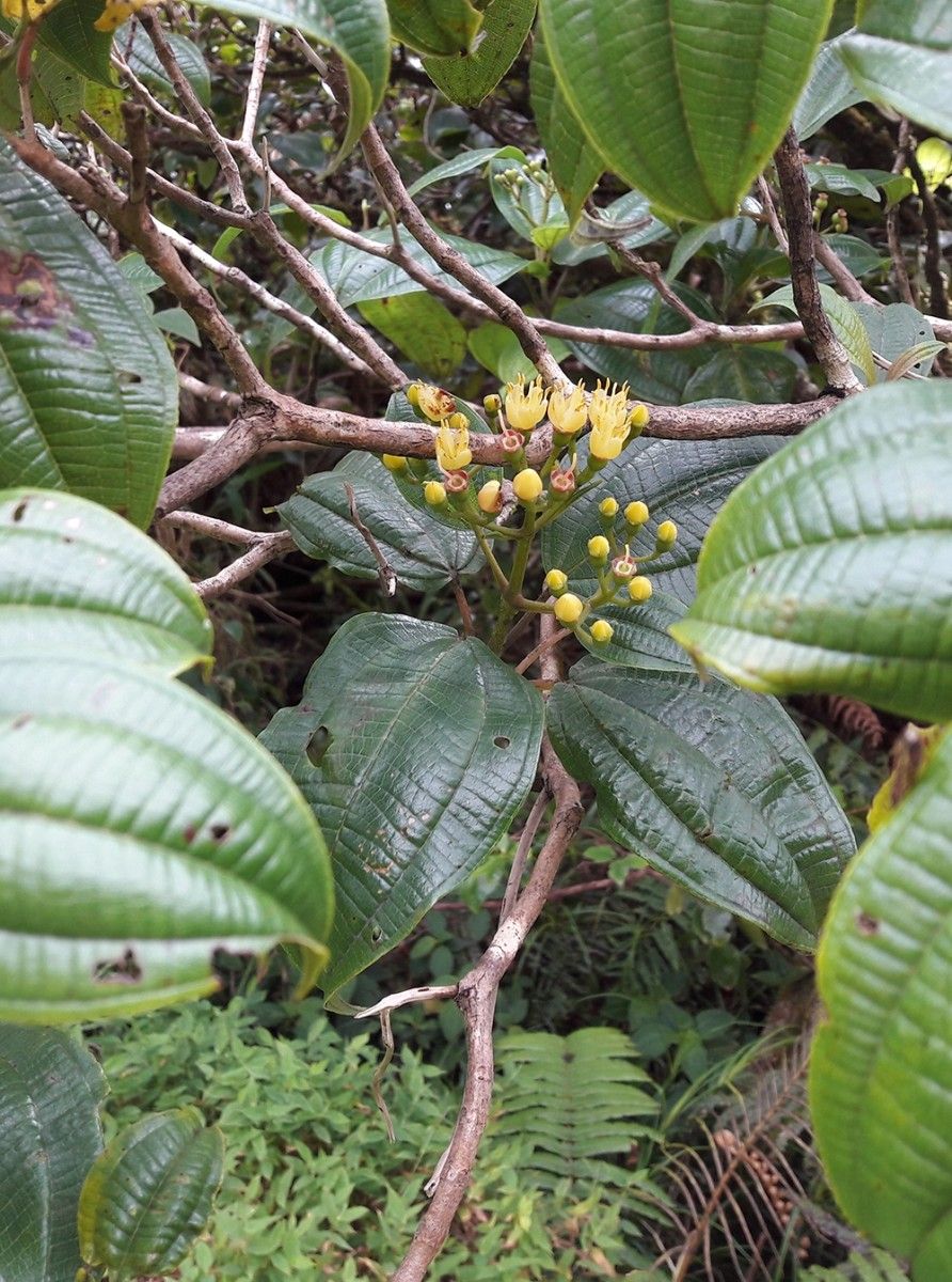 Miconia corymbosa — houseplant care guide