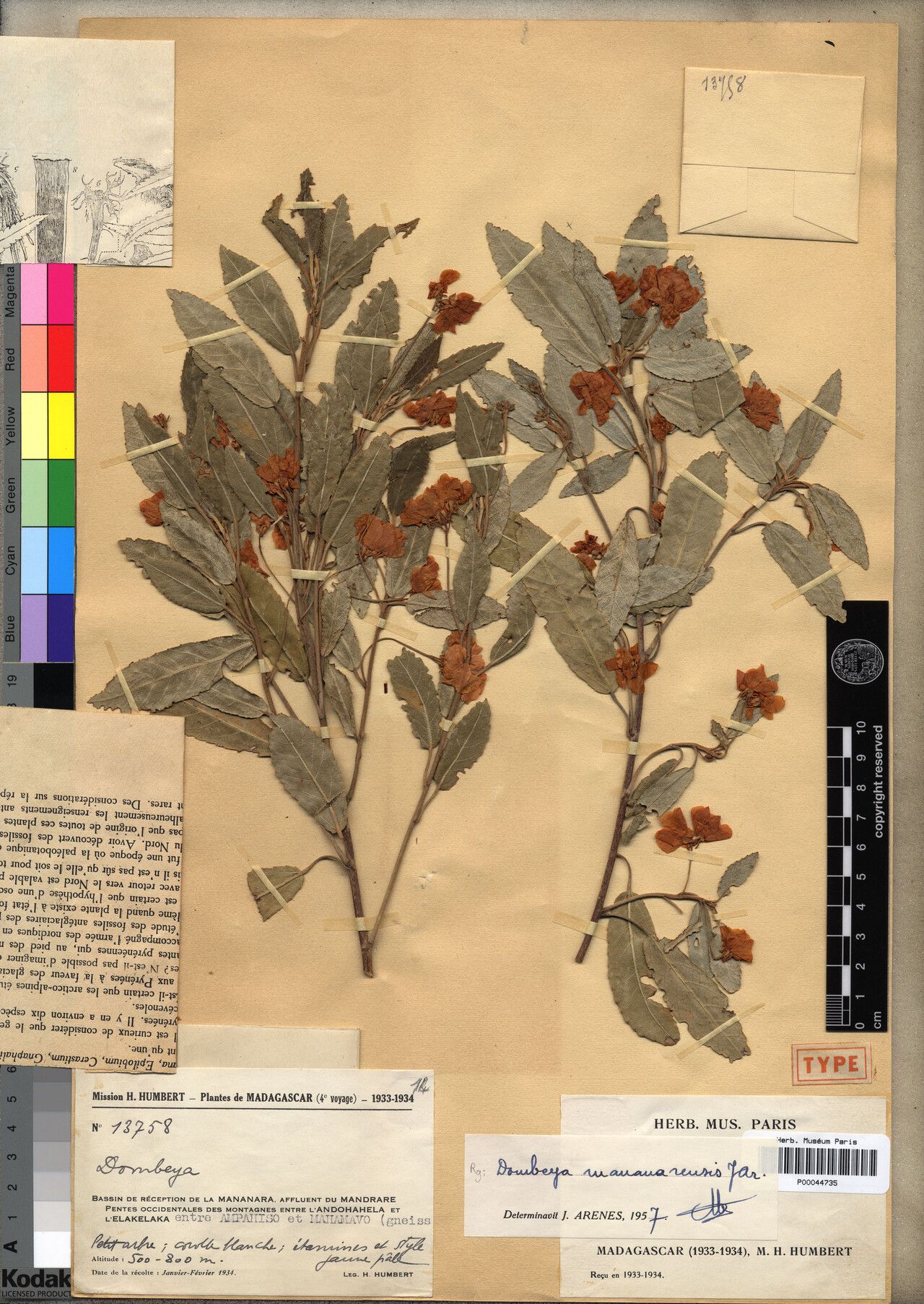 Dombeya mananarensis — houseplant care guide