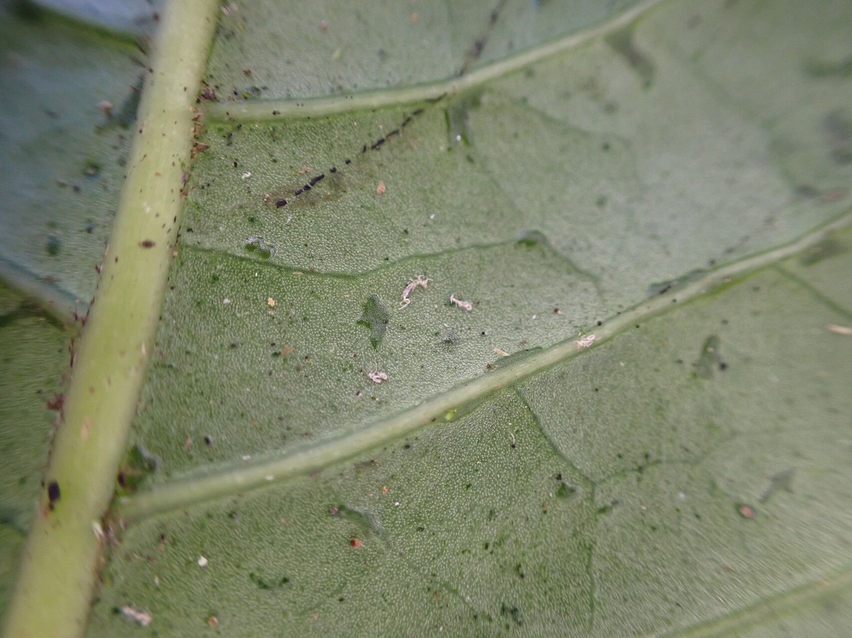 Psychotria nubicola — houseplant care guide