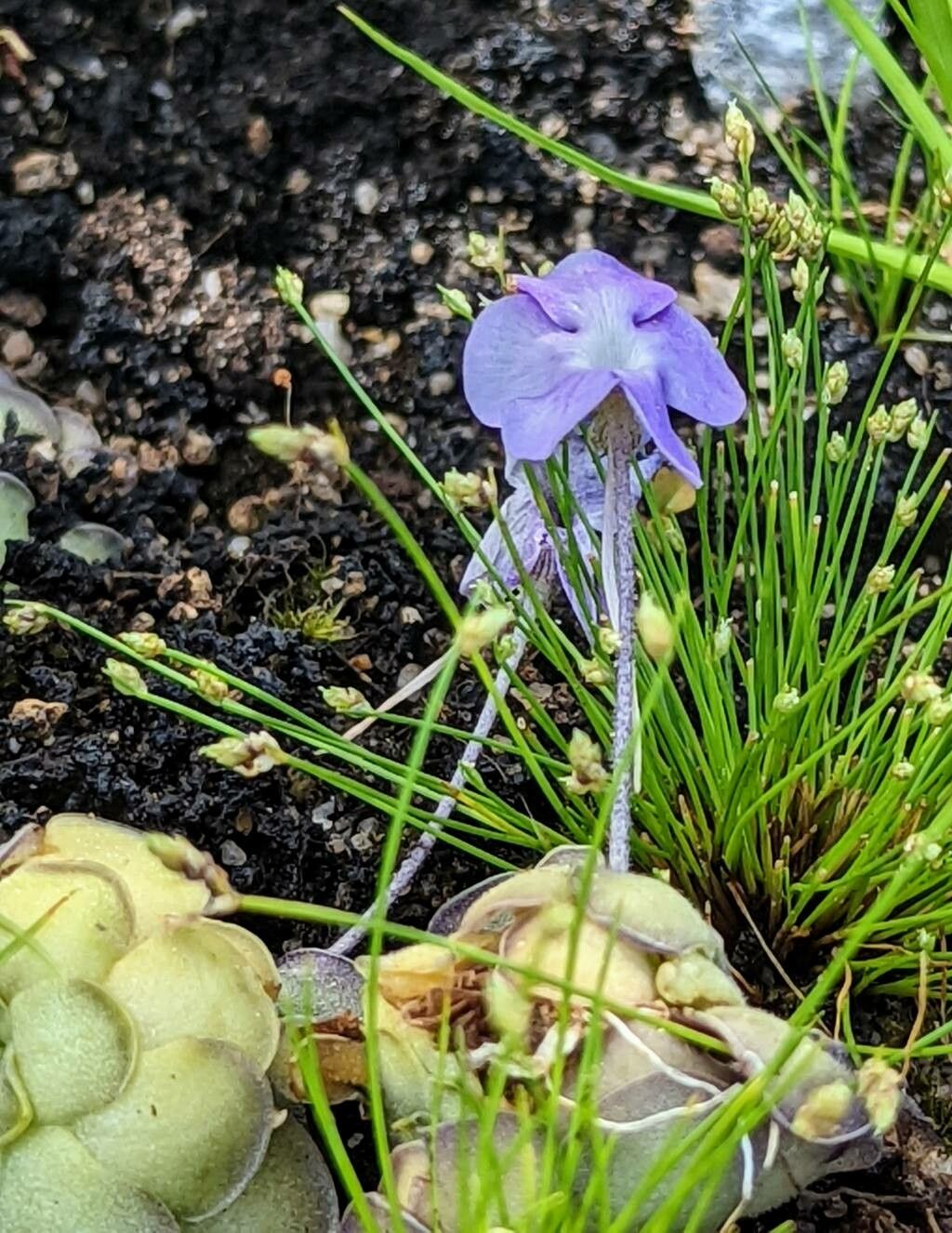 Pinguicula cyclosecta flower