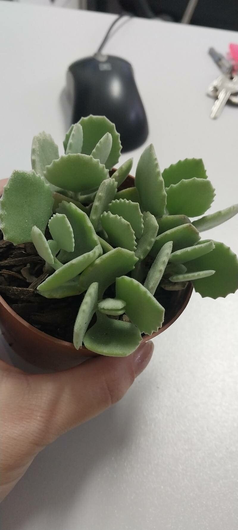 Kalanchoe millotii flower