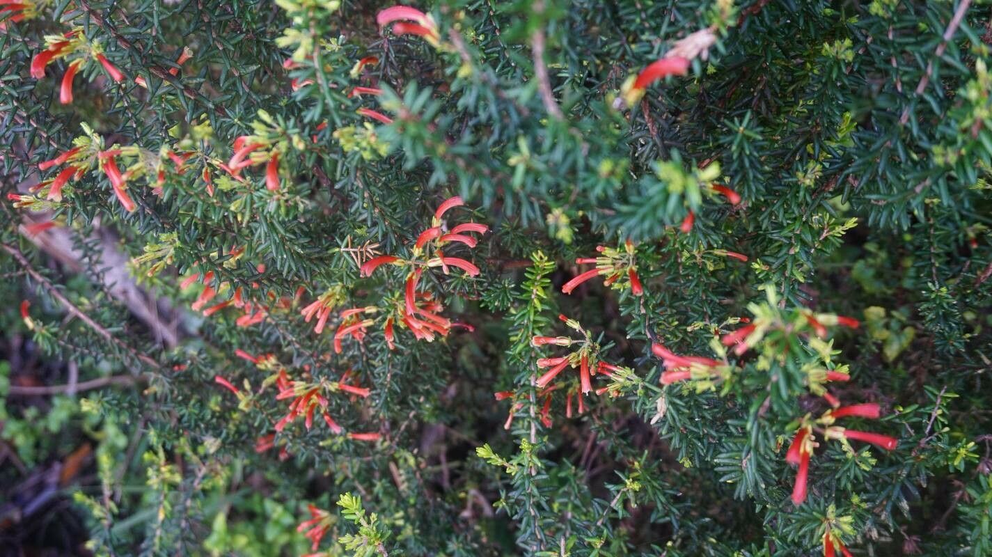 Erica versicolor — search result for 'Erica'