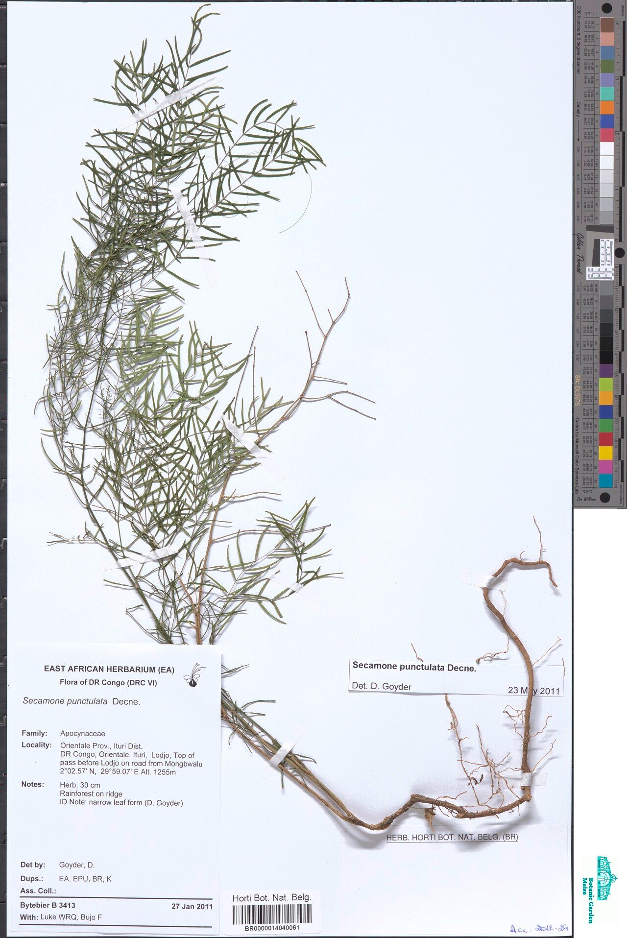 Secamone punctulata — houseplant care guide