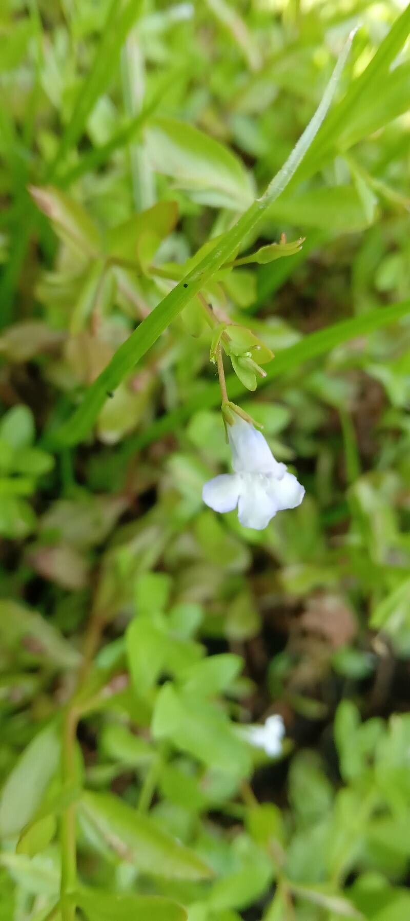 Lindernia dubia flower