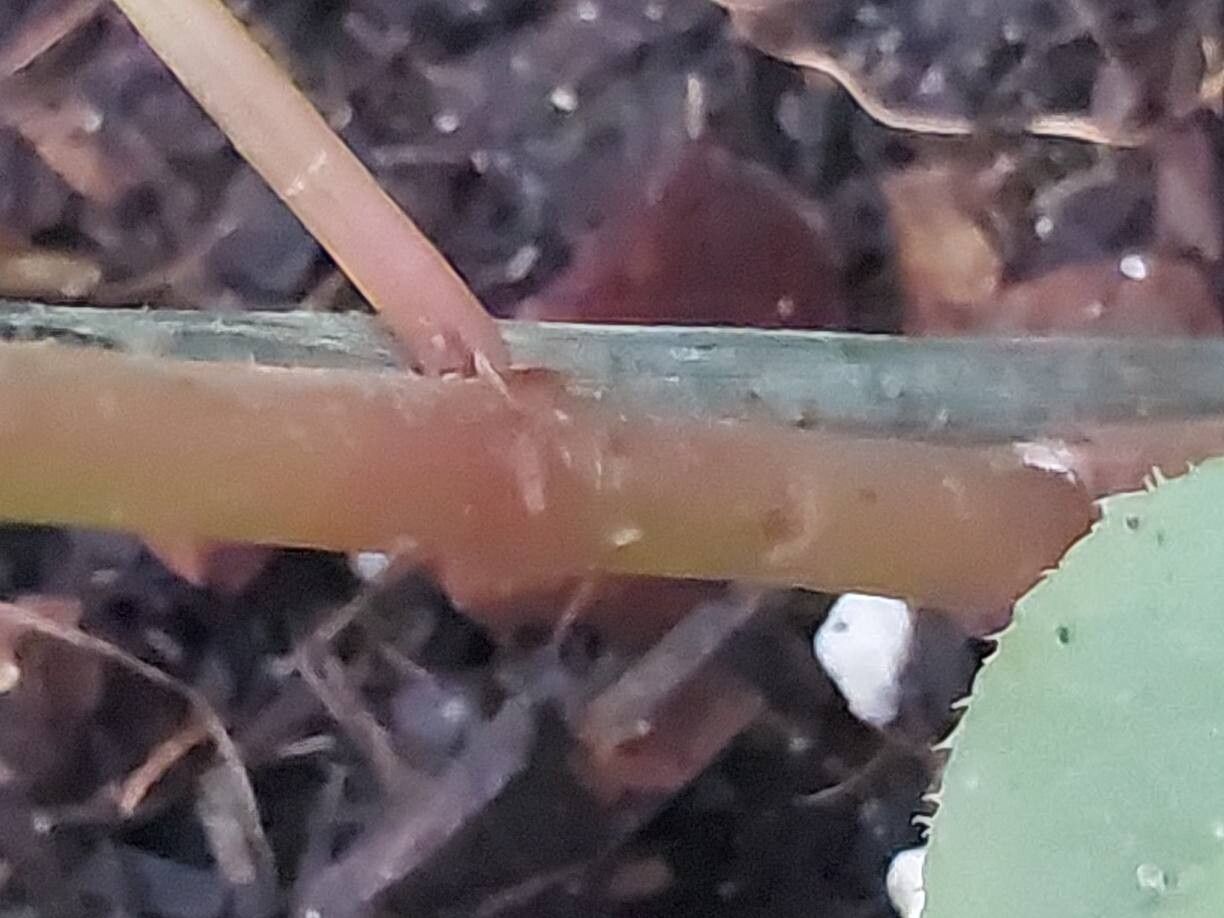 Begonia opuliflora bark