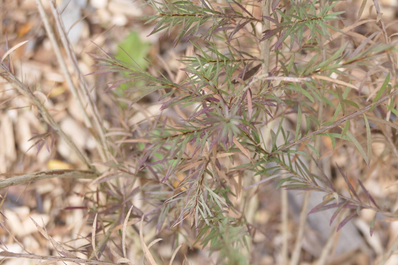 Callistemon subulatus — houseplant care guide