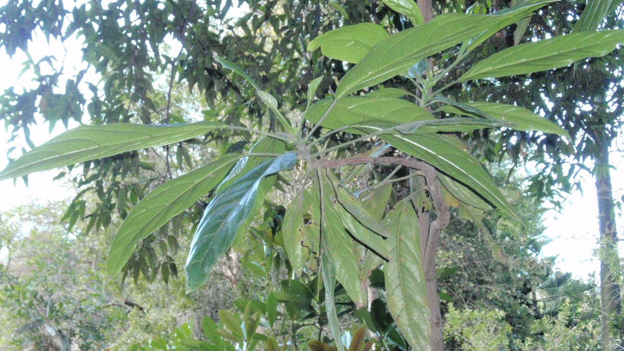 Hernandia cordigera — related species from the same genus