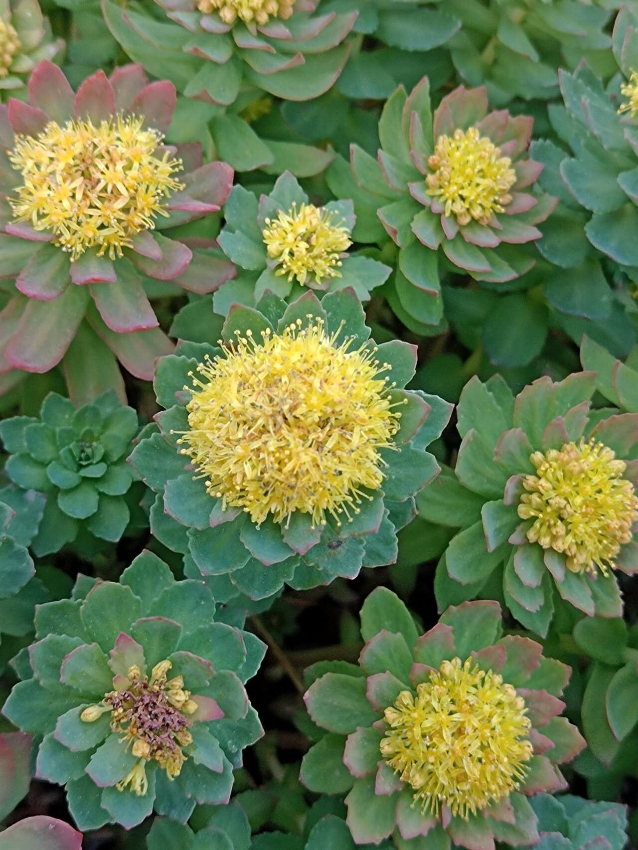 Rhodiola ishidae flower