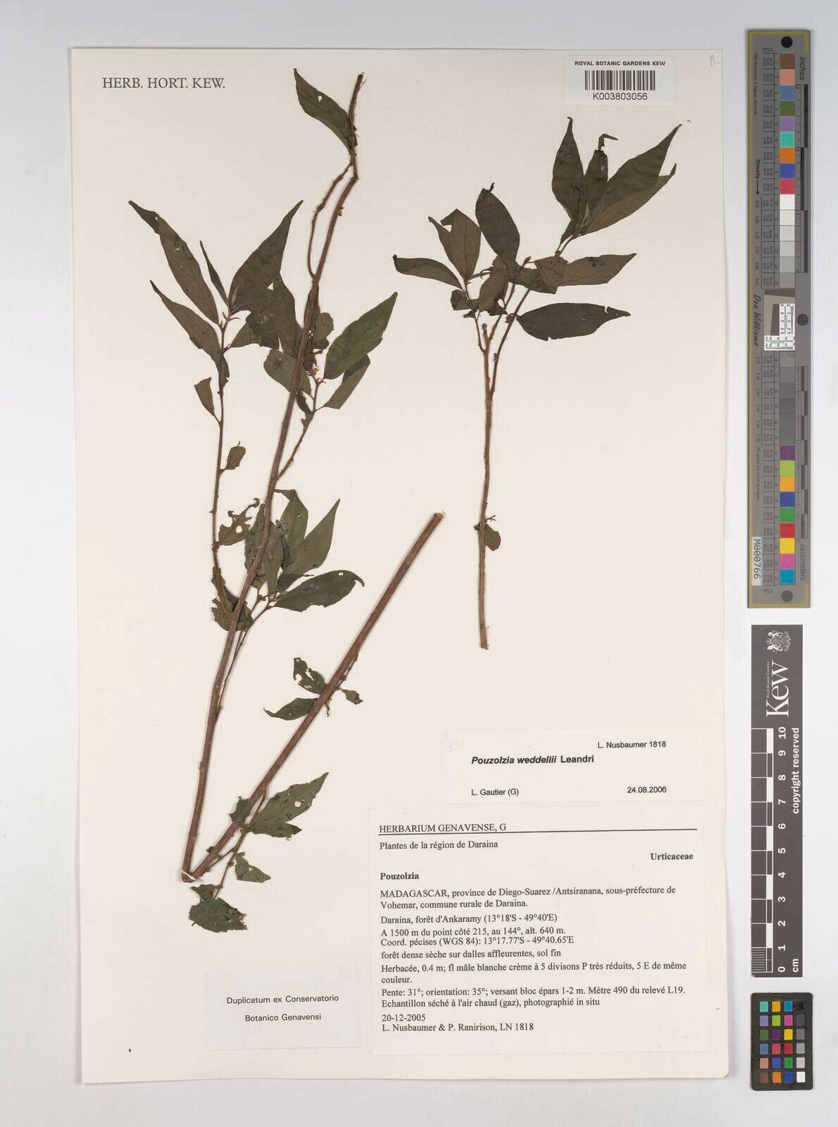 Pouzolzia weddellii — houseplant care guide