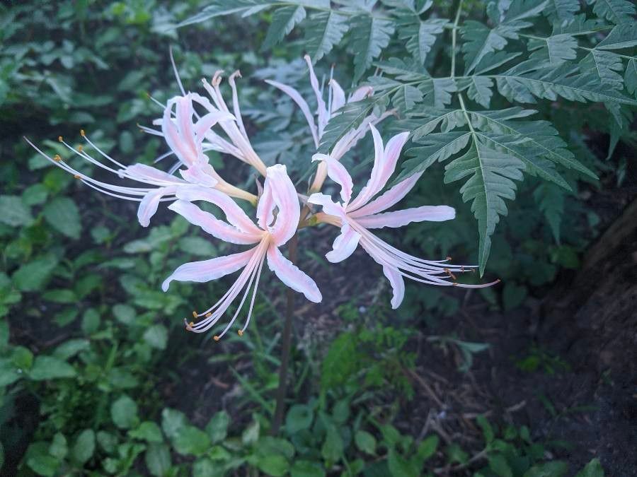 Lycoris × albiflora