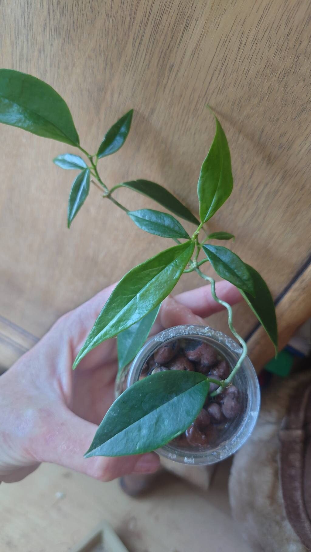 Hoya filiformis leaf