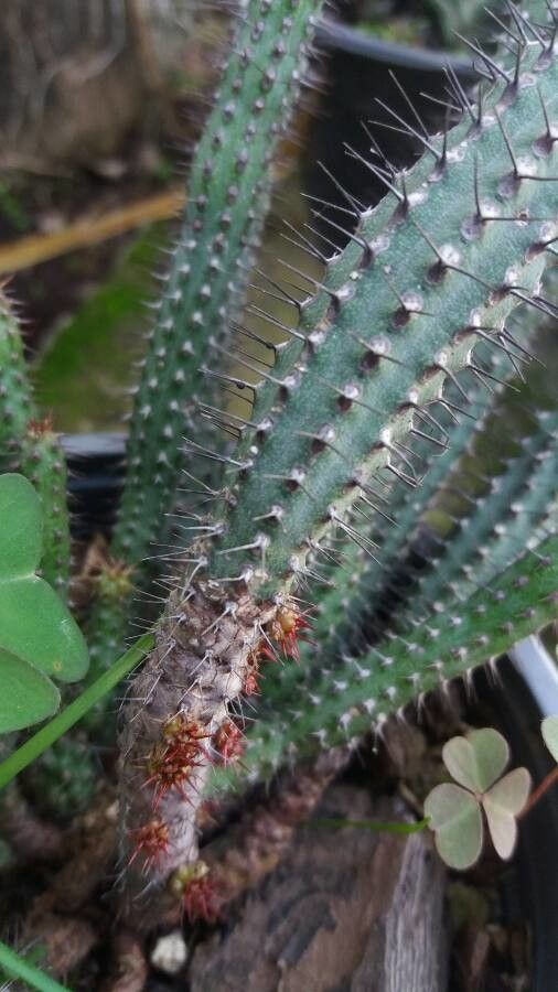 Euphorbia baioensis bark