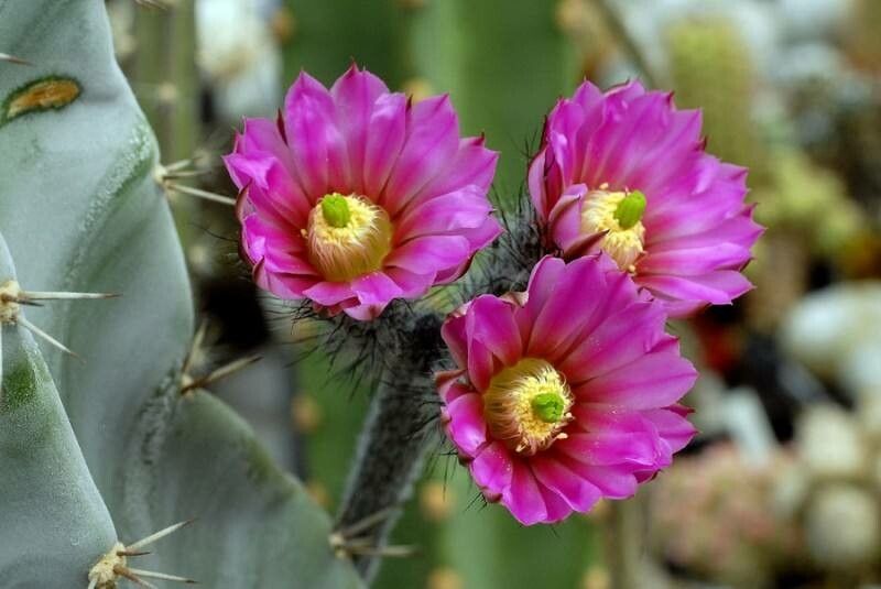 Echinocereus schmollii flower