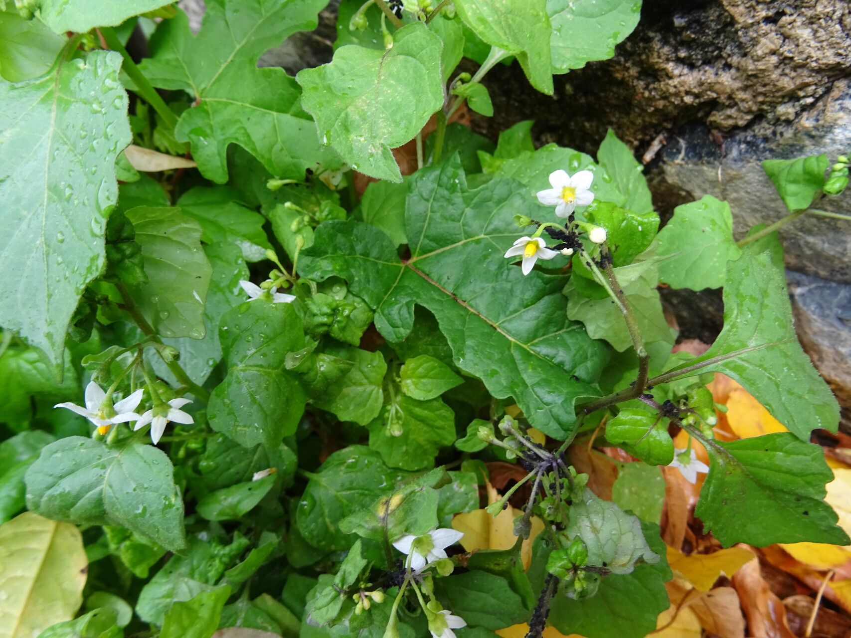 Solanum furcatum flower