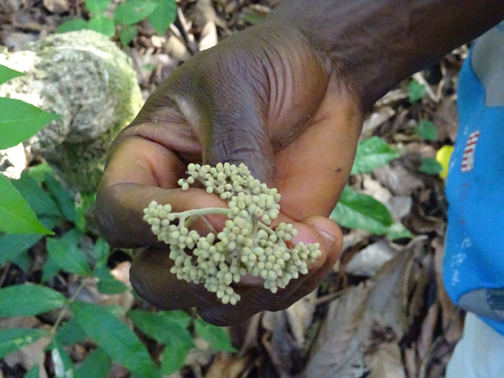 Cordia platythyrsa flower