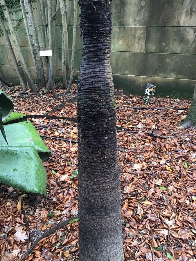 Yucca faxoniana bark